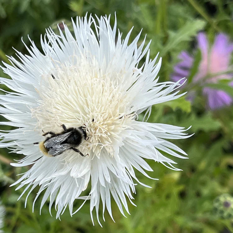 Centaurea Moschata Flower Seeds – Heirloom Non-GMO Seeds for Fragrant and Cottage Garden Planting