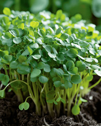 Barbarea Verna Upland Cress Growing in Garden