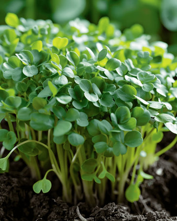 Barbarea Verna Upland Cress Growing in Garden