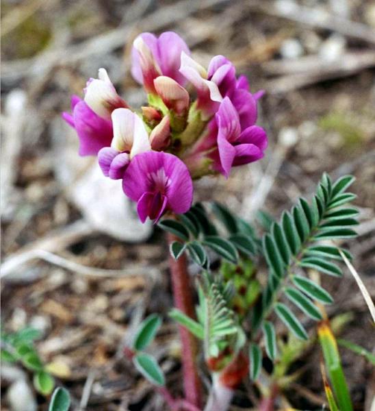 Astragalus Crassicarpus Flower Seeds Heirloom Non GMO Planting - 100 pcs