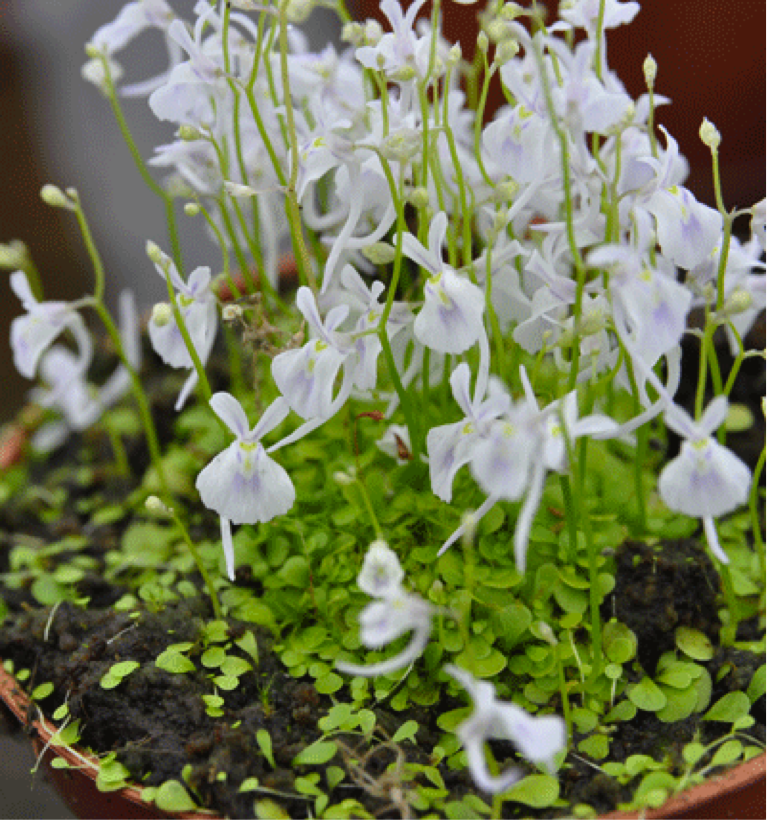 Utricularia Sandersonii Flower Seeds for Planting - Heirloom, NON-GMO Seeds for Garden Growth