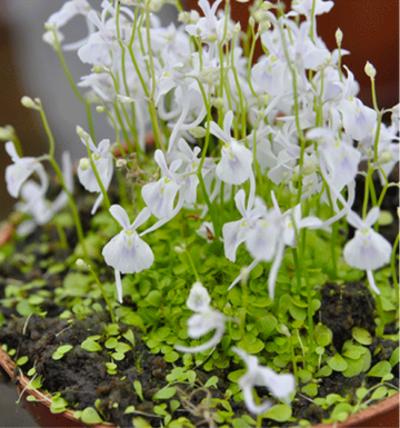 Utricularia Sandersonii Flower Seeds for Planting - Heirloom, NON-GMO Seeds for Garden Growth