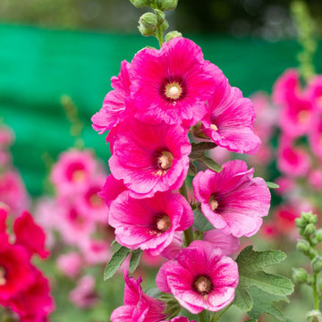 Pink (Pink scientific name) for planting in garden