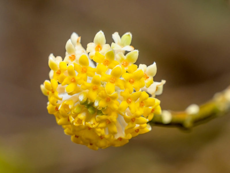Heirloom Non-GMO Yellow Edgeworthia Flower Seeds for Planting – Fragrant Winter Blooms