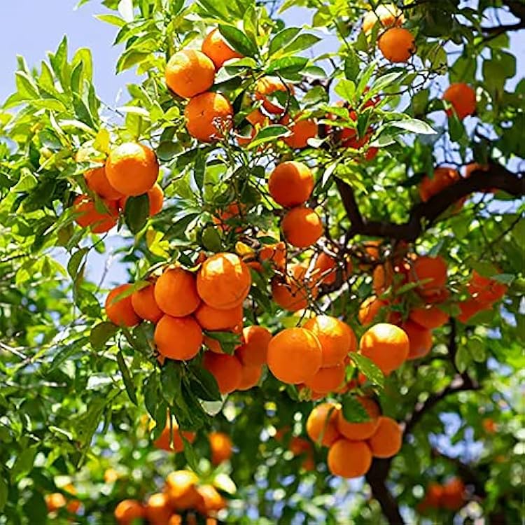 Citrus tree grown from Valencia orange seeds with vibrant green foliage.