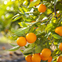 Valencia orange fruit seeds for planting in home gardens and containers.