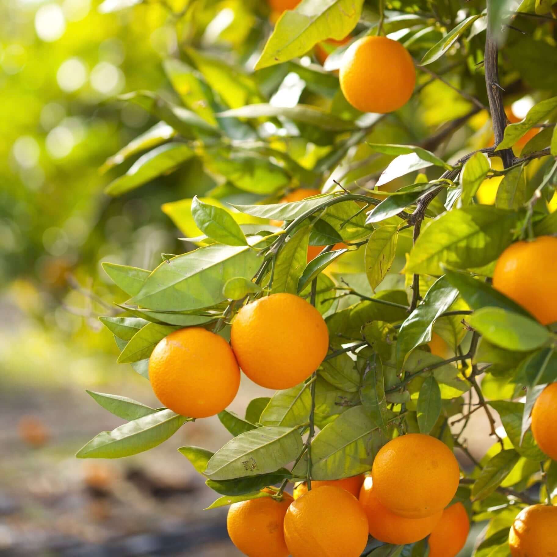 Valencia orange fruit seeds for planting in home gardens and containers.