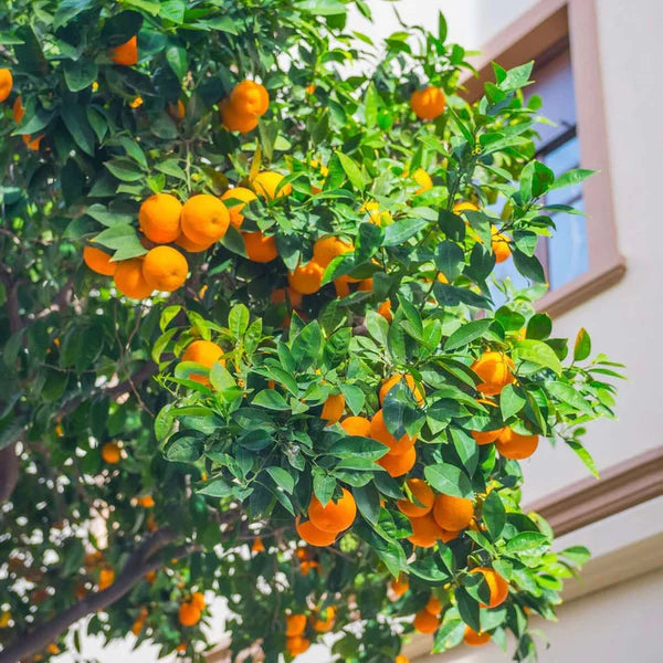 Orange Tree Fruit Seeds