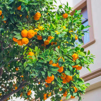 Orange Tree Fruit Seeds