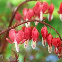 Heirloom (Heirloom scientific name) for planting in garden