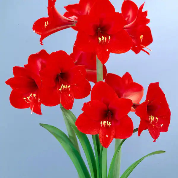 Red Amaryllis Flower Seeds for Planting | Heirloom, Non-GMO, Organic Garden Blooms
