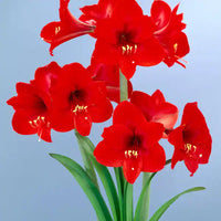 Red Amaryllis Flower Seeds for Planting | Heirloom, Non-GMO, Organic Garden Blooms