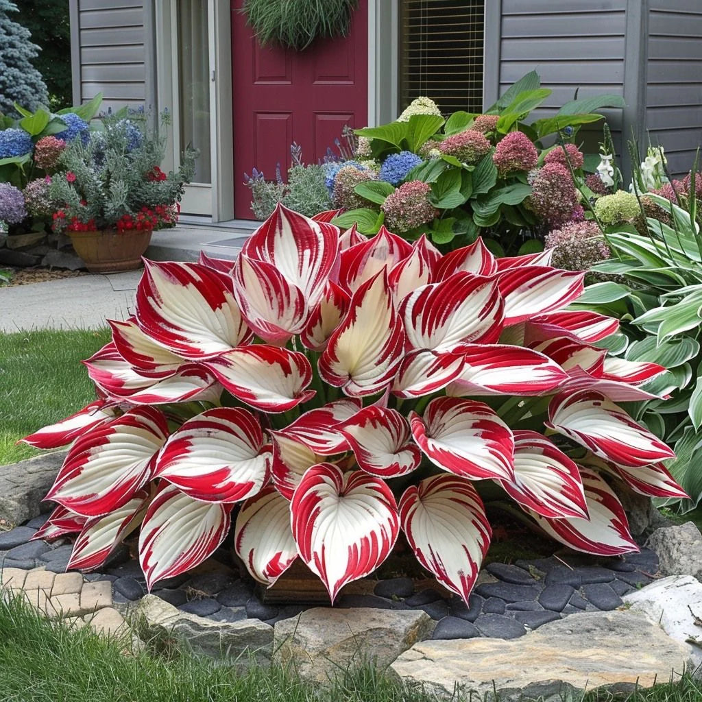 Variegated Hosta perennial with lush ornamental foliage.