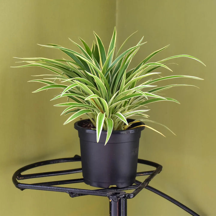 Heirloom Non-GMO Chlorophytum Plant Seeds – Air-Purifying Greenery for Garden