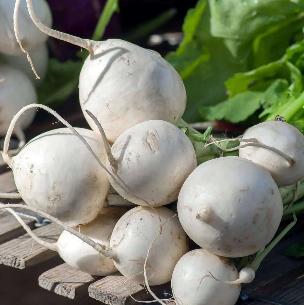 Seventop Turnip vegetable seeds for Planting - heirloom & Non-GMO Garden Seeds