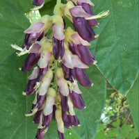 Velvet Bean seeds for growing climbing vines in outdoor garden spaces.