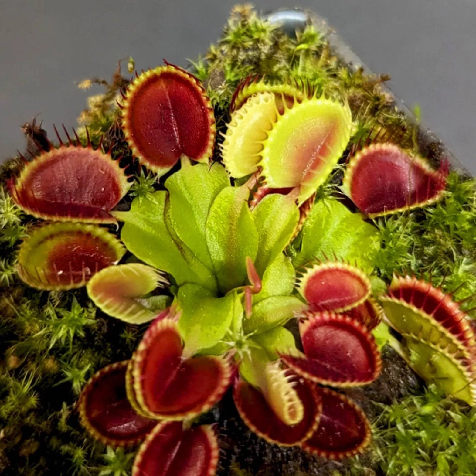 Green with Red Venus Flytrap ? Live Carnivorous Plant | Exotic Insect-Eating Houseplant