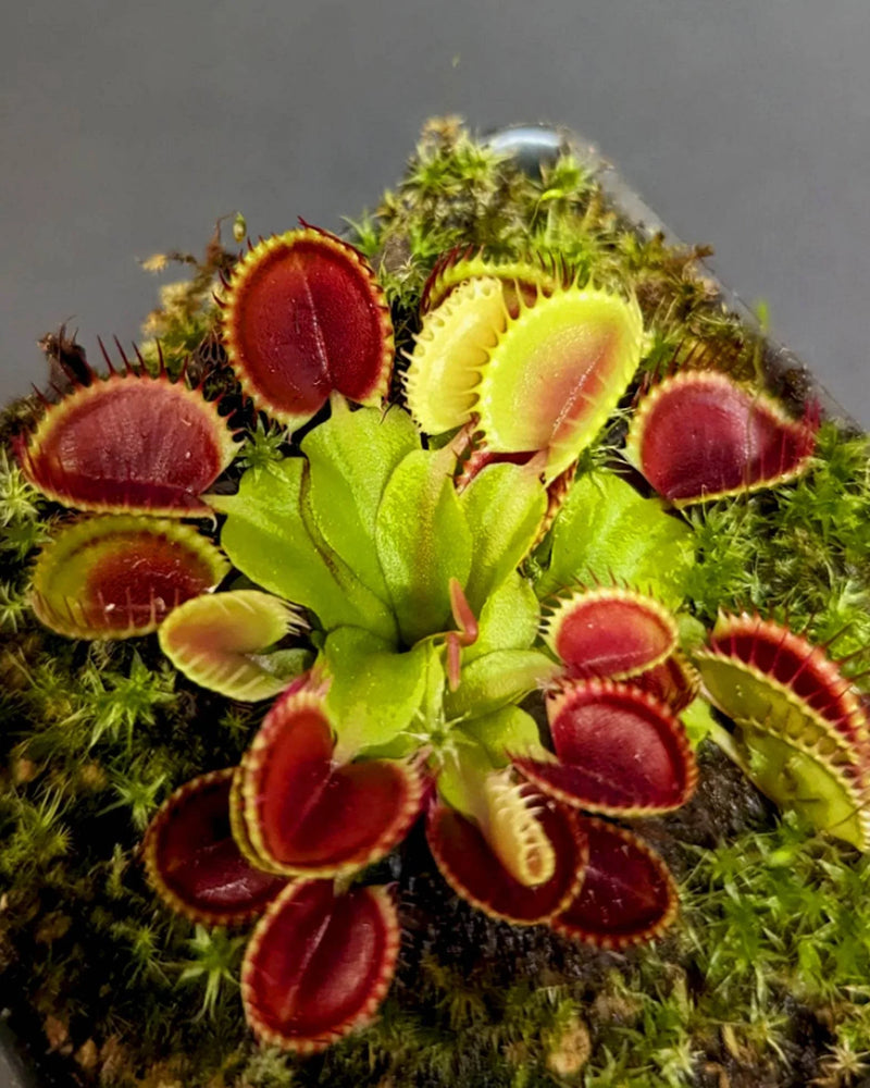 Mixed Venus Fly Trap Plant Seeds for Planting - NON GMO Seeds