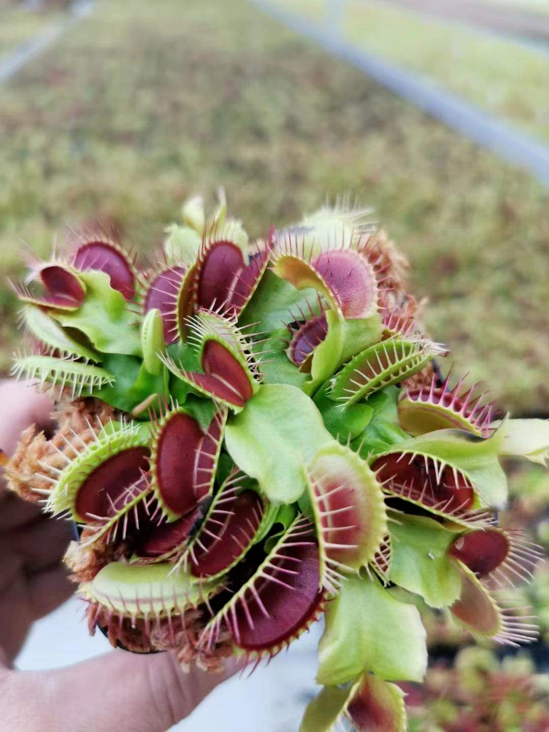 Green Venus Fly Trap Seeds – Heirloom, Non-GMO Carnivorous Plant Seeds for Planting
