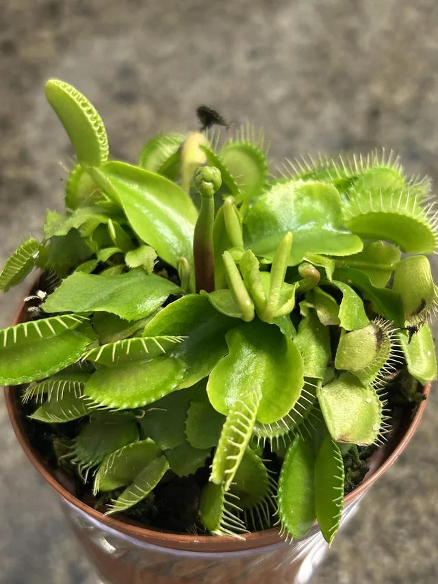 Green Venus Fly Trap Seeds ƒ?? Heirloom, Non-GMO Carnivorous Plant Seeds for Planting