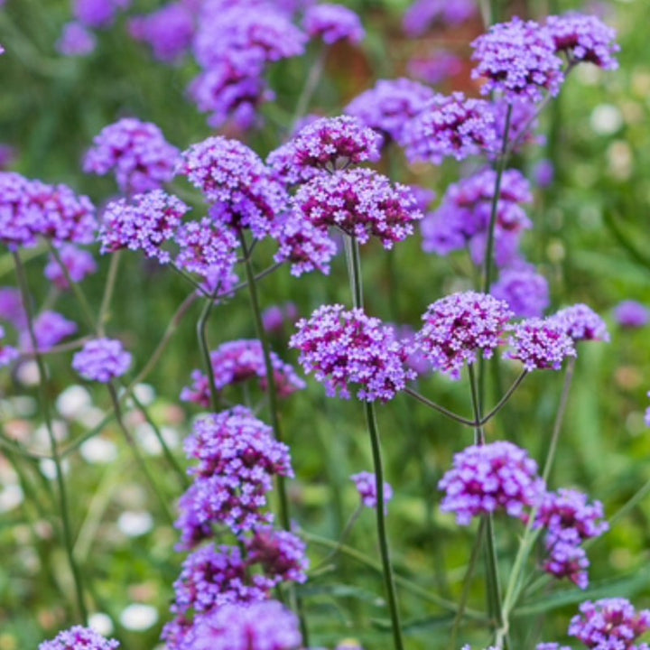 Purple Vervain Flower Seeds for Garden Planting – Heirloom, Non-GMO Pollinator-Friendly Blooms