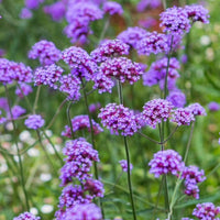 Purple Vervain Flower Seeds for Garden Planting ƒ?? Heirloom, Non-GMO Pollinator-Friendly Blooms