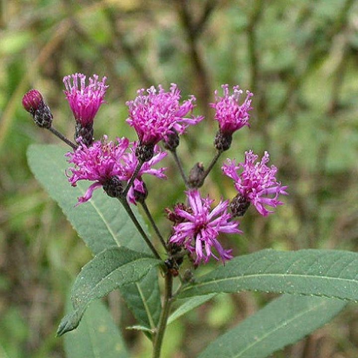 Heirloom Vernonia Gigantea Flower Seeds – Non-GMO Seeds for Tall Vibrant Garden Planting