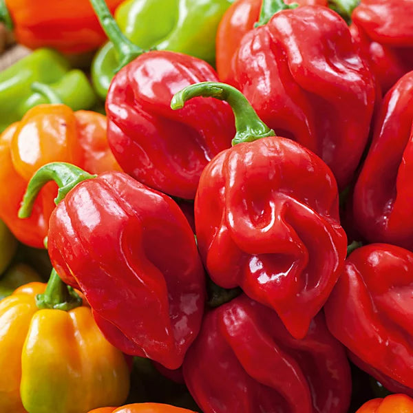 TFM Scotch Bonnet Pepper Seeds for Planting heirloom & Non-GMO Seeds