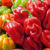 TFM Scotch Bonnet Pepper Seeds for Planting heirloom & Non-GMO Seeds