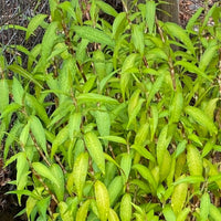 Vietnamese Cilantro seeds for growing leafy herbs in patios and home gardens.