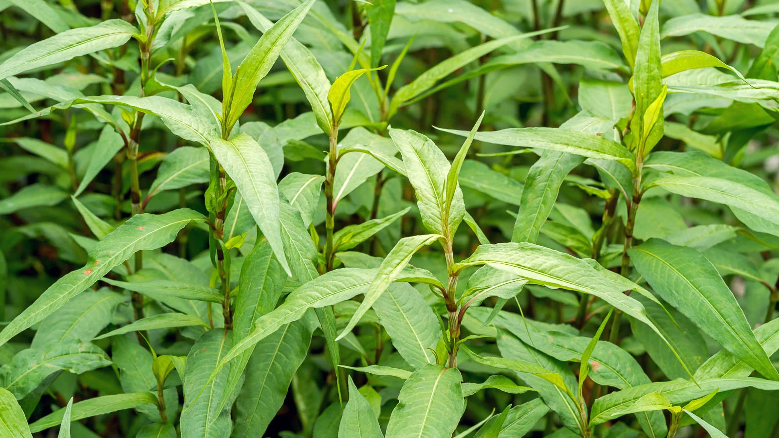 Green Vietnamese Coriander Plant Seeds for Planting- Culinary Gardens, Fresh Herb for Your Garden