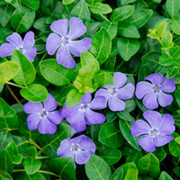 Vinca Minor Flower Seeds for Planting -NON GMO Seeds