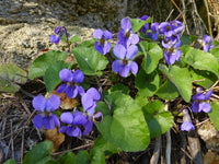 Heirloom Non-GMO Viola Alba Flower Seeds for Planting – Elegant White Blooming Flower Seeds