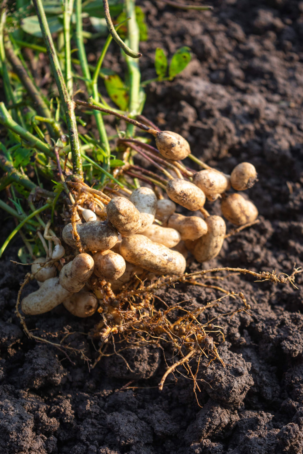 Virginia Jumbo Peanut seeds for planting in home gardens and raised beds.