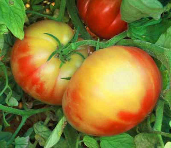 Virginia Sweets Tomato Vegetable Seeds