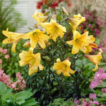 Heirloom Hippeastrum Flower Seeds for Planting 100 pcs - Hippeastrum for planting in home garden