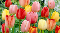 Assorted Tulip blooms displaying different colors in an ornamental garden.

