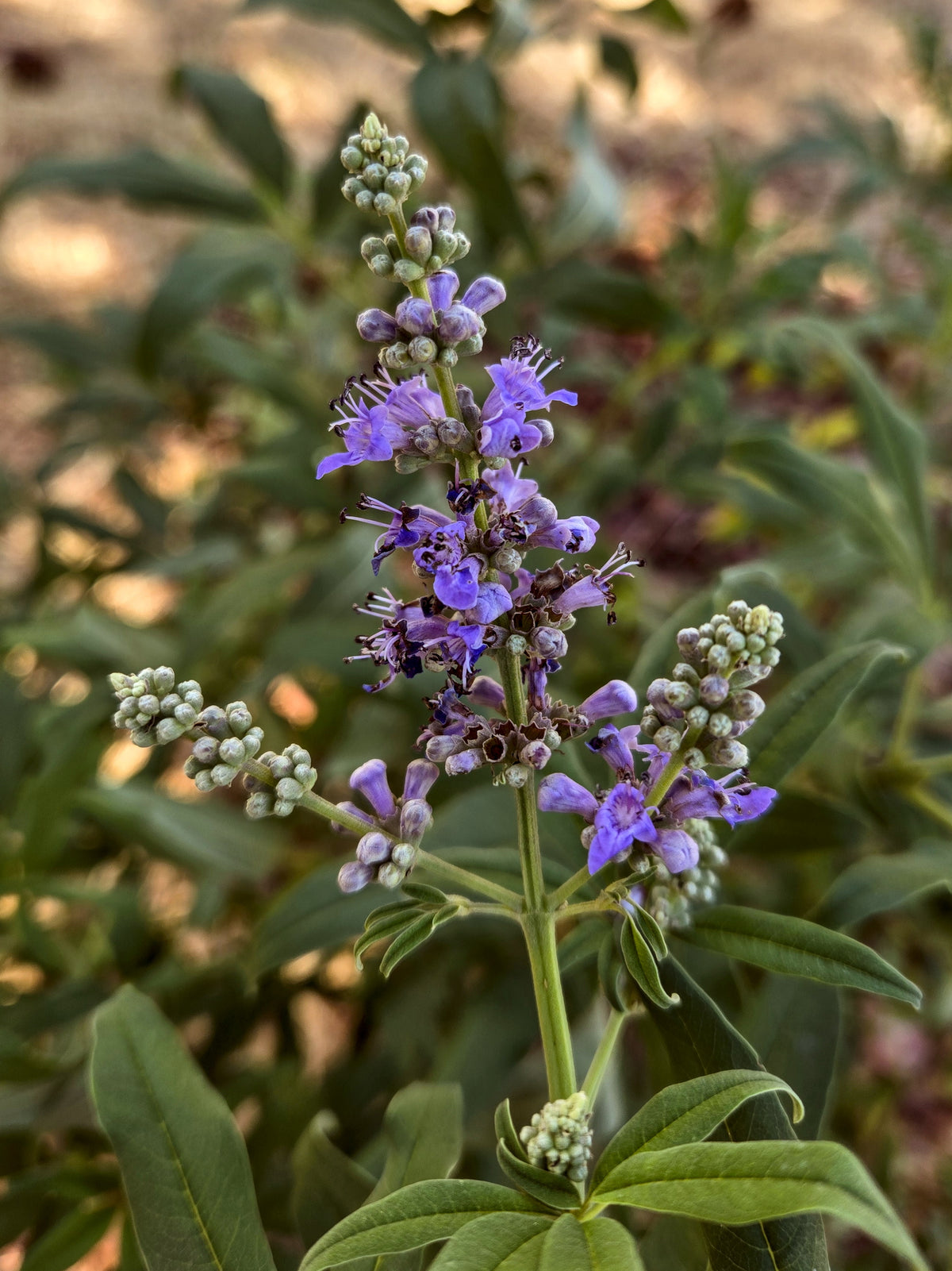 Chasteberry Flower Seeds for Planting - Heirloom, Non-GMO Seeds for Home Garden