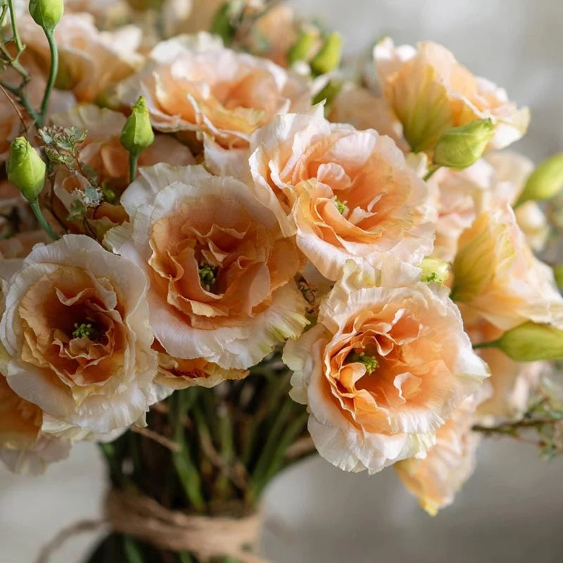Peach Eustoma (Lisianthus) Flower Seeds for Planting - Heirloom, NON-GMO, Easy to Grow Seeds