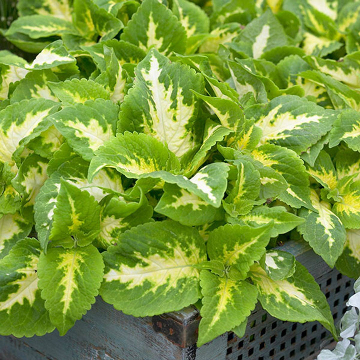 Heirloom Green Yellow Coleus Flower Seeds for Planting ƒ?? Non-GMO, Decorative Ornamental Foliage Variety