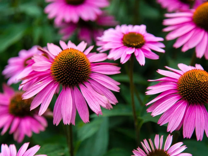 Purple Coneflower Seeds – Heirloom Non-GMO Flower Seeds for Pollinator-Friendly Garden Planting