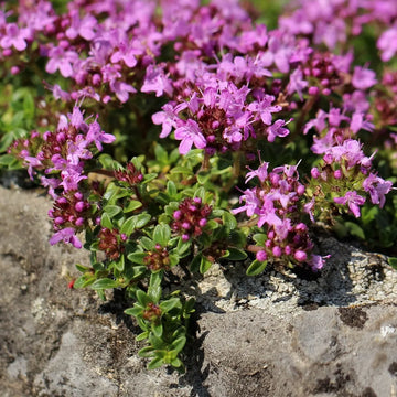 Walk On Me Creeping Thyme seeds for planting in home gardens and pathways.