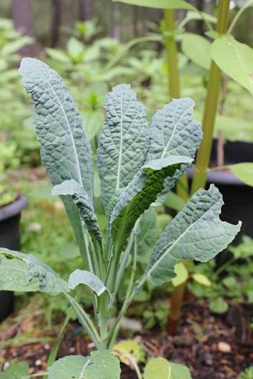 Walking Stick Kale growing in a sunny vegetable and ornamental garden.