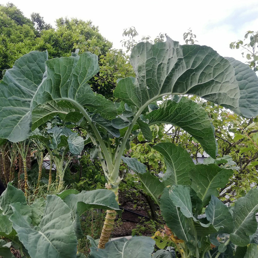 Walking Stick Kale seeds for planting in home gardens and raised beds.