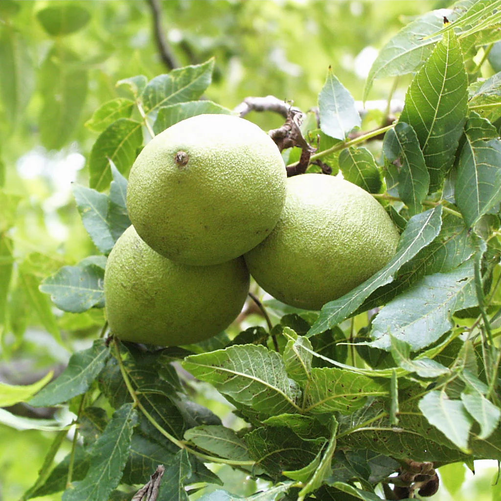 Black Walnut Fruit Seeds