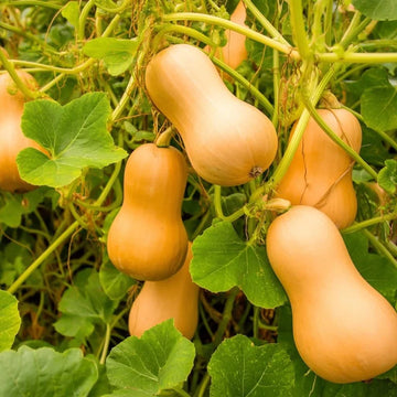 Butternut squash plug plants ready for garden planting