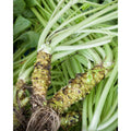 Wasabi vegetable seeds for planting in home gardens and containers