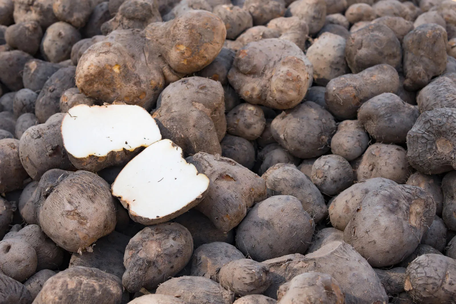 Yam Vegetable Seeds for Planting heirloom & Non-GMO Seeds