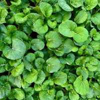 Watercress Upland Cress Seeds for Planting