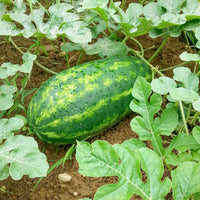 Carolina Cross Watermelon Fruit Seeds